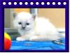 Wir haben traumhaft schöne hl. Birma Kitten  ♥  ♥     .. 