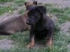 malinois welpen