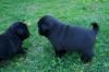 Mops welpen