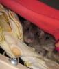 Wilde,  handzahme Ratten!!!