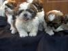 welpen Shih Tzu