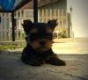 Yorkshire Terrier Welpen VDH/ FCI
