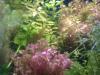 50 Wasserpflanzen,  Aquarienpflanzen,  SONDERPREIS