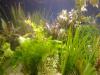 großes WASSERPFLANZEN Set   Garnelen   Aquariumpflanzen