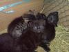 katzenbabys suchen neues zuhause