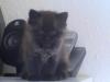 Angora/ Perser Mix
