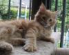maine Coon Katerchen darf bald ausziehn