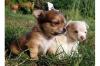 Reinrassige Chihuahuawelpen: 3 Rüden & 3 Weibchen,  LH