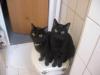 zwei wundervolle schwarze Katzen Kater abzugeben