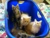 quirlige Coonie Babies