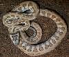 TEPPICHPYTHON HYPO JAGUAR UND SIBLINGS AUS 2010
