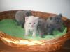 Süße Reinrassige British Kurzhaar Kitten ab Ende Juni zu vergeben