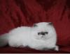 colourpoint kitten