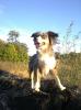 Miniatur Australian Shepherd