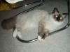 Ragdoll/ Persermix Schmusekatzenbabys          