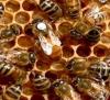 Verkaufe Buckfastbienen Königinnen /  Ableger /  Wirtschaftsvölker