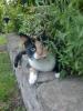 Neyla sucht ein neues,  liebevolles Zuhause