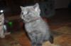 BKH Kitten,  Kartäuser