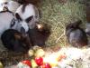 schwarze Kaninchenbabys abzugeben