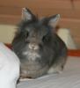 Zwergkaninchen Flauschig sucht neues geselliges Zuhause