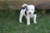 Tibet Terrier Welpen,  geboren 07.03.11