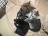 Die ganz besonderen Katzen (Munchkins),  super süße Kitten !!!