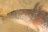 Axolotl,  Ambystoma mexicanum
