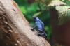 4 Dendrobates Azureus im Alter von 1- 1 1/ 2 Jahren abzugeben