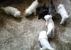 Westie suchen ein neues zu Hause