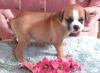 boxer Mischlings-RüdeUngarn - pfotenhilfe-ungarn