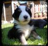 australian Shepherd Welpen