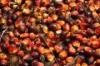 Palm oil,  rapeseed,  sunflower and jatropha oil for sale