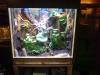 Malachit Stachelleguan Gruppe 1, 2 (sceloporus malachiticus) mit Terrarium 100x60