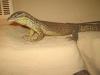 Varanus acanthurus /  Stachelschwanswaran