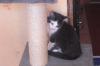 Katzenbabys abzugeben