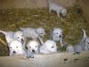 Golden Retriever Welpen