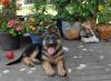 Top Schäferhund Welpen