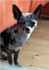 DECKRÜDE - CHIHUAHUA sehr süß ♥ schönes,  seltenes kurzhaar Fell merle