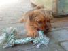 zwei süße Norfolk Terrier welpen