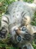 Katzenkinder suchen ein zu Hause