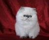 perser kitten 
