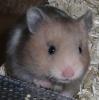 Hamster/ Teddyhamster aus liebevoller Hobbyzucht