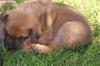 Malinois-Schäferhund-Welpen