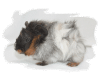Rosettenmeerschweinchen reinrassig in rot, rotschimmel,  buntschimmel und brindle