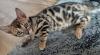Schöne Bengal-Kätzchen