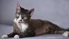 Devon Rex Mädchen sucht Freigängerplatz