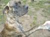 Doggenhündin,  gestromt,  19 Monate