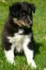 Max sucht ein liebevolles Zuhause!