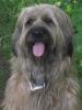 Briardwelpen,  ideale Familienhunde,  haaren nicht