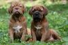 Bordeauxdoggen Welpen mit VDH-Papiere,  Wurfankündigung